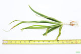 Crinum NATANS! (The Ultimate Monster Plant)