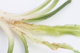 Crinum NATANS! (The Ultimate Monster Plant)
