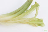 Crinum NATANS! (The Ultimate Monster Plant)