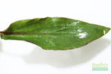 Cryptocoryne albida