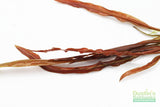 Cryptocoryne albida