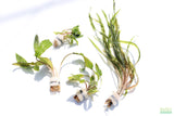 Crypt Hole Aquarium Plants For Sale_Cryptocoryne_crypt