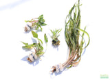 Crypt Hole Aquarium Plants For Sale_Cryptocoryne_crypt