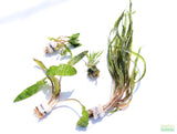Crypt Hole Aquarium Plants For Sale_Cryptocoryne_crypt