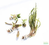 Crypt Hole Aquarium Plants For Sale_Cryptocoryne_crypt