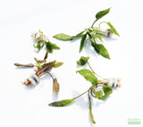 Cryptocoryne Combo_Crypt Hole_Crypt_crypts_aquarium plant_Aquarium plants for sale