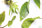 Crypt Hole Aquarium Plants For Sale_Cryptocoryne_crypt