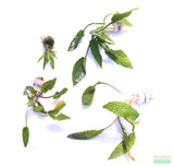 Crypt Hole Aquarium Plants For Sale_Cryptocoryne_crypt