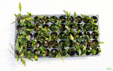 Crypt Wendtii Green_Cryptocoryne_Aquarium plants_aquarium plant for sale