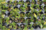 Crypt Wendtii Green_Cryptocoryne_Aquarium plants_aquarium plant for sale
