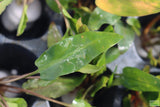 Crypt Wendtii Green_Cryptocoryne_Aquarium plants_aquarium plant for sale