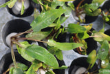 Crypt Wendtii Green_Cryptocoryne_Aquarium plants_aquarium plant for sale