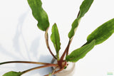 Cryptocoryne lucens_Aquarium Plants for sale_aquarium plant