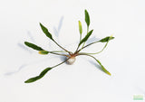 Cryptocoryne Lutea_Crypt_Crypts_Aquarium Plant_Aquarium PLants for sale