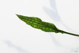 Cryptocoryne Lutea_Crypt_Crytps_Aquarium Plants For Sale_Aquarium Plant