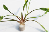 Cryptocoryne Lutea_Crypt_Crytps_Aquarium Plants For Sale_Aquarium Plant