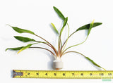 Cryptocoryne Lutea_Crypt_Crytps_Aquarium Plants For Sale_Aquarium Plant
