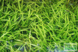 Dwarf Sagittaria Subulata (Easiest Foreground Plant)