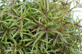 Eustralis Stellata_Very Strong Very Purple wild aquarium plant_Aquarium plants for sale