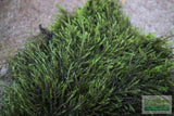 Fissidens Moss_Mosses_Aquarium Moss_Aquarium plants for sale