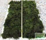 Fissidens Moss_Mosses_Aquarium Moss_Aquarium plants for sale
