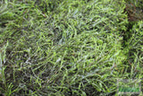 Fissidens Moss_Mosses_Aquarium Moss_Aquarium plants for sale