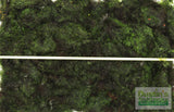 Fissidens Moss_Mosses_Aquarium Moss_Aquarium plants for sale