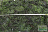 Fissidens Moss_Mosses_Aquarium Moss_Aquarium plants for sale