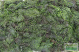 Fissidens Moss_Mosses_Aquarium Moss_Aquarium plants for sale