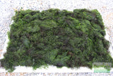 Fissidens Moss_Mosses_Aquarium Moss_Aquarium plants for sale