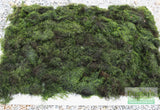 Fissidens Moss_Mosses_Aquarium Moss_Aquarium plants for sale