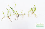 Giant Jungle Val (Vallisneria Americana) "Boss of Planted Tanks"