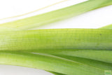 Giant Jungle Val_Vallisneria Americana_Boss Of Planted Tank_Val_Jungle Val_Aquarium Plants For Sale_Aquarium Plant