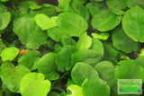 Anubias Barteri "Golden Coin"  (Smaller with many leaves nickel size) NICE PLANTS