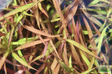 Hygrophila Cordata Red Gangster Red Aquarium Plant for sale_aquarium plants for sale_Aquascaping plant_red plants