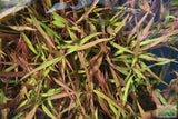 Hygrophila Cordata Red Gangster Red Aquarium Plant for sale_aquarium plants for sale_Aquascaping plant_red plants