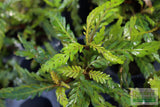 Hygrophila Pinnatifida_Aquarium Plants For sale_Aquarium plant