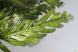 Hygrophila Pinnatifida_Aquarium Plants For sale_Aquarium plant
