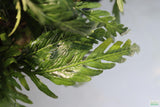 Hygrophila Pinnatifida_Aquarium Plants For sale_Aquarium plant