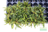 Hygrophila Pinnatifida_Aquarium Plants For sale_Aquarium plant