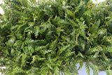 Hygrophila Pinnatifida_Aquarium Plants For sale_Aquarium plant