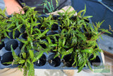 Hygrophila Pinnatifida_Aquarium Plants For sale_Aquarium plant