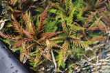 Hygrophila Pinnatifida_Aquarium Plants For sale_Aquarium plant
