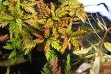 Hygrophila Pinnatifida_Aquarium Plants For sale_Aquarium plant
