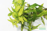 Hygrophila Salicifolia (Rugged background plant)