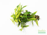 Hygrophila Salicifolia (Rugged background plant)