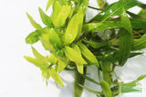 Hygrophila Salicifolia (Rugged background plant)