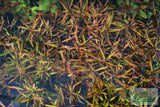 Hygrophila Cordata Red Gangster Red Aquarium Plant for sale_aquarium plants for sale_Aquascaping plant_red plants