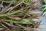 Hygrophila Cordata Red Gangster Red Aquarium Plant for sale_aquarium plants for sale_Aquascaping plant_red plants
