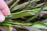 Hygrophila Cordata Red Gangster Red Aquarium Plant for sale_aquarium plants for sale_Aquascaping plant_red plants